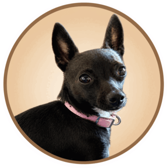 Portrait of Chandra the Chihuahua