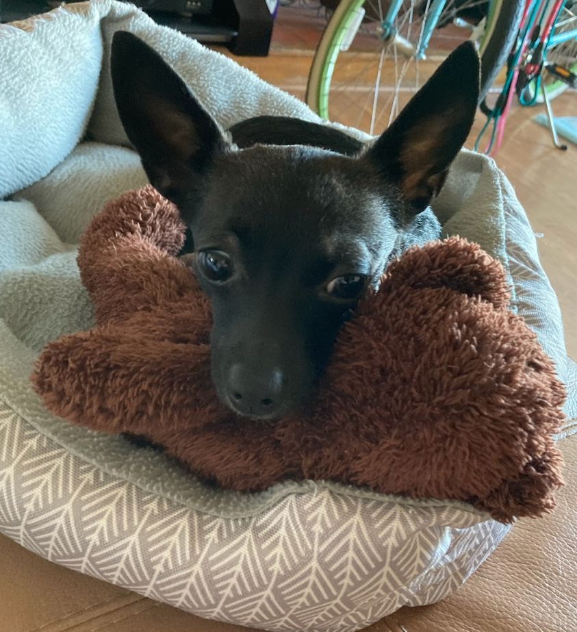 Chandra the Chihuahua