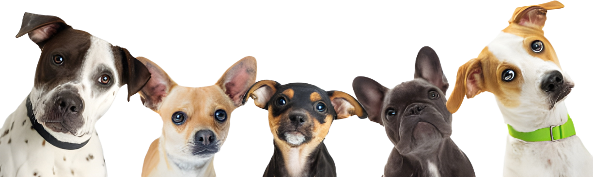 Many dogs looking up